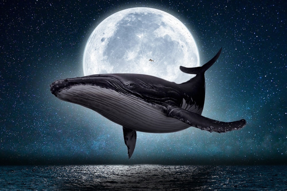 whale